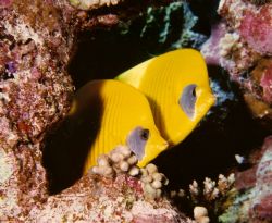 Red Sea Butterfly fish, unique to this area. Nikonos V 28... by Marylin Batt 